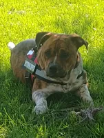 Oakley, a male Boston Terrier and Beagle for sale in Bremen, IN – 5 of 6