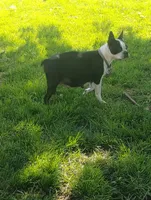 Forest, a male Boston Terrier for sale in Bremen, IN – 5 of 5