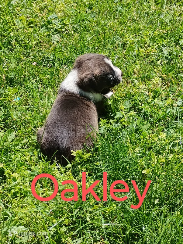 Oakley – Boston Terrier, Beagle puppy for sale in Bremen, IN