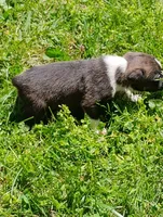 Oakley, a male Boston Terrier and Beagle for sale in Bremen, IN – 4 of 6
