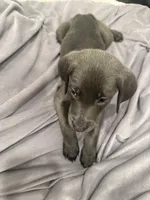 No Name 3, a female Labrador Retriever and Weimaraner for sale in Philadelphia, PA – 3 of 3