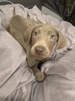No name 1, a female Labrador Retriever and Weimaraner for sale in Philadelphia, PA – 1 of 2
