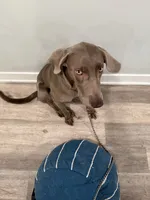 Sosa, a male Weimaraner for sale in Philadelphia, PA – 3 of 4