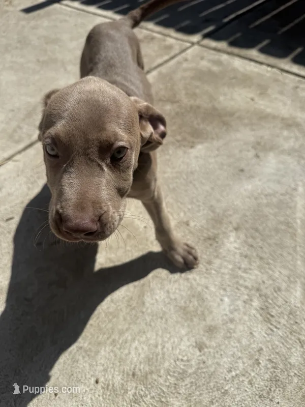 No name 8 – American Pit Bull Terrier, Weimaraner puppy for sale in Philadelphia, PA