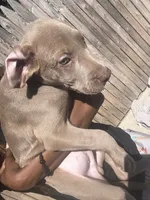 No name 8, a female American Pit Bull Terrier and Weimaraner for sale in Philadelphia, PA – 2 of 3