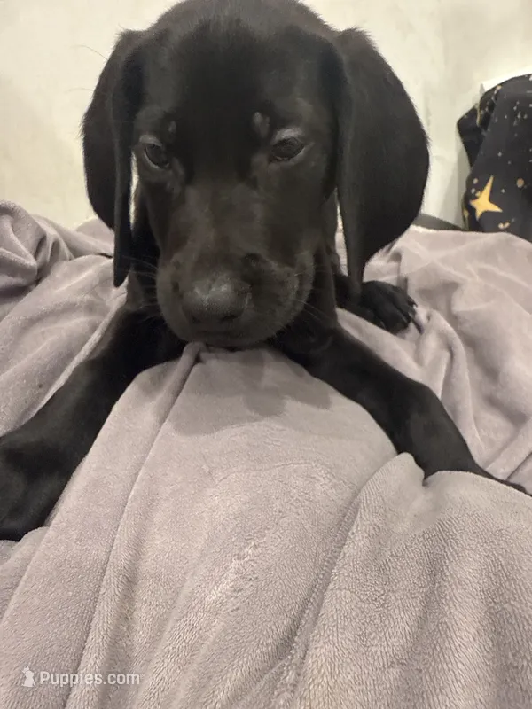 No Name 6 – Labrador Retriever, Weimaraner puppy for sale in Philadelphia, PA