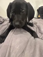 No Name 6, a male Labrador Retriever and Weimaraner for sale in Philadelphia, PA – 1 of 2