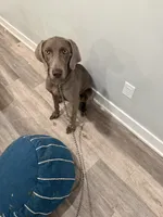 Sosa, a male Weimaraner for sale in Philadelphia, PA – 2 of 4
