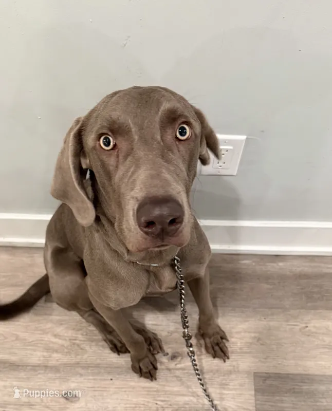 Sosa – Weimaraner puppy for sale in Philadelphia, PA