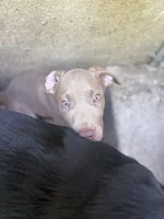 no name 7, a male American Pit Bull Terrier and Weimaraner for sale in Philadelphia, PA – 2 of 2