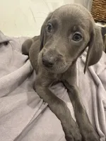 No Name 3, a female Labrador Retriever and Weimaraner for sale in Philadelphia, PA – 2 of 3
