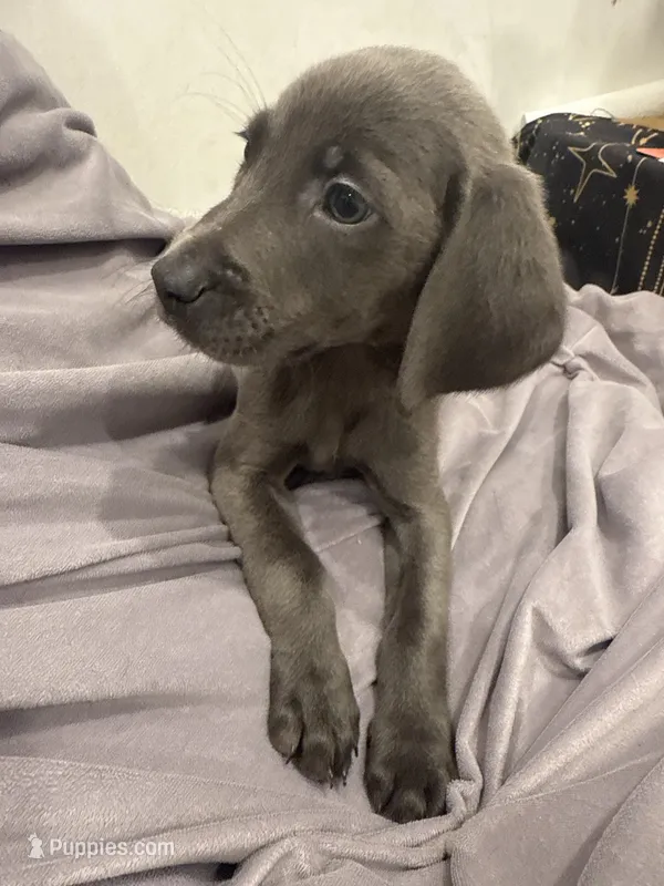 No Name 3 – Labrador Retriever, Weimaraner puppy for sale in Philadelphia, PA
