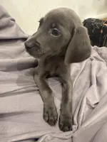 No Name 3, a female Labrador Retriever and Weimaraner for sale in Philadelphia, PA – 1 of 3