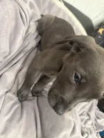 No Name 5, a female Labrador Retriever and Weimaraner for sale in Philadelphia, PA – 3 of 3