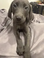No Name 4, a male Labrador Retriever and Weimaraner for sale in Philadelphia, PA – 2 of 2