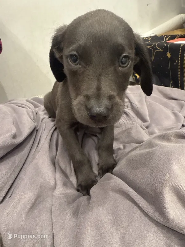 No Name 5 – Labrador Retriever, Weimaraner puppy for sale in Philadelphia, PA