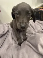 No Name 5, a female Labrador Retriever and Weimaraner for sale in Philadelphia, PA – 1 of 3