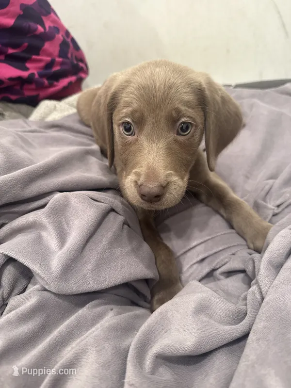 No Name 2 – Labrador Retriever, Weimaraner puppy for sale in Philadelphia, PA