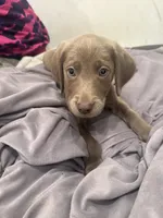 No Name 2, a female Labrador Retriever and Weimaraner for sale in Philadelphia, PA – 1 of 2
