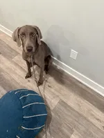 Sosa, a male Weimaraner for sale in Philadelphia, PA – 4 of 4