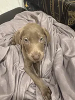 No name 1, a female Labrador Retriever and Weimaraner for sale in Philadelphia, PA – 2 of 2