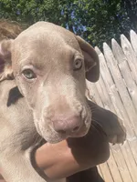 No name 8, a female American Pit Bull Terrier and Weimaraner for sale in Philadelphia, PA – 3 of 3