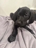 No Name 6, a male Labrador Retriever and Weimaraner for sale in Philadelphia, PA – 2 of 2