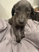 No Name 5, a female Labrador Retriever and Weimaraner for sale in Philadelphia, PA – 2 of 3