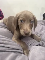No Name 2, a female Labrador Retriever and Weimaraner for sale in Philadelphia, PA – 2 of 2