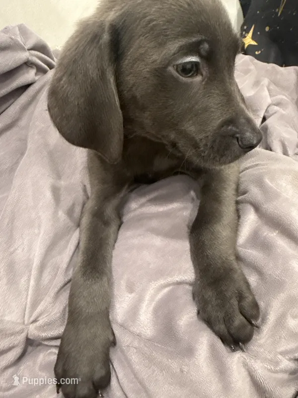 No Name 4 – Labrador Retriever, Weimaraner puppy for sale in Philadelphia, PA