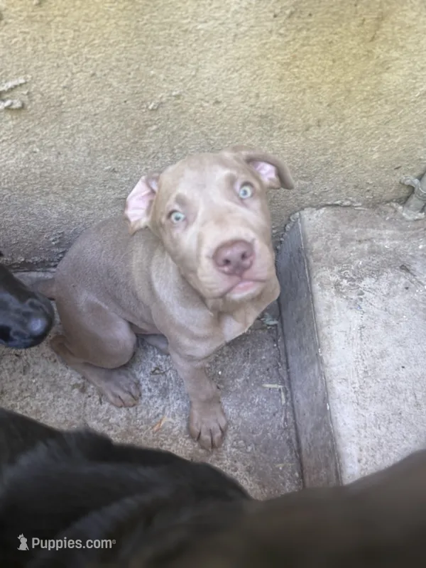 no name 7 – American Pit Bull Terrier, Weimaraner puppy for sale in Philadelphia, PA
