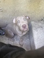 no name 7, a male American Pit Bull Terrier and Weimaraner for sale in Philadelphia, PA – 1 of 2