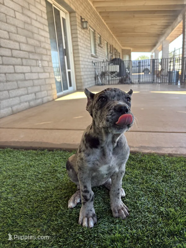 Merle Female – Cane Corso puppy for sale in Mesa, AZ