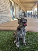 Merle Female, a female Cane Corso for sale in Mesa, AZ – 1 of 2