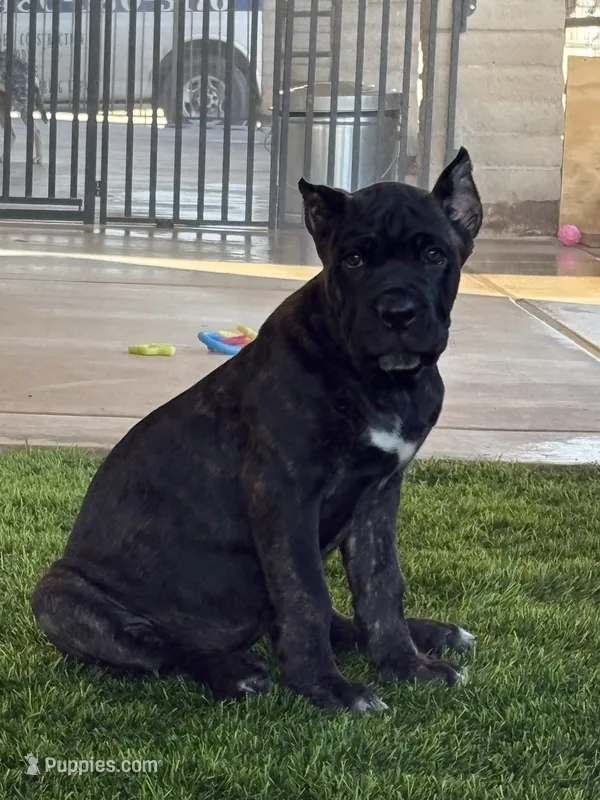Brindle Female – Cane Corso puppy for sale in Mesa, AZ