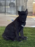 Brindle Female, a female Cane Corso for sale in Mesa, AZ – 1 of 3
