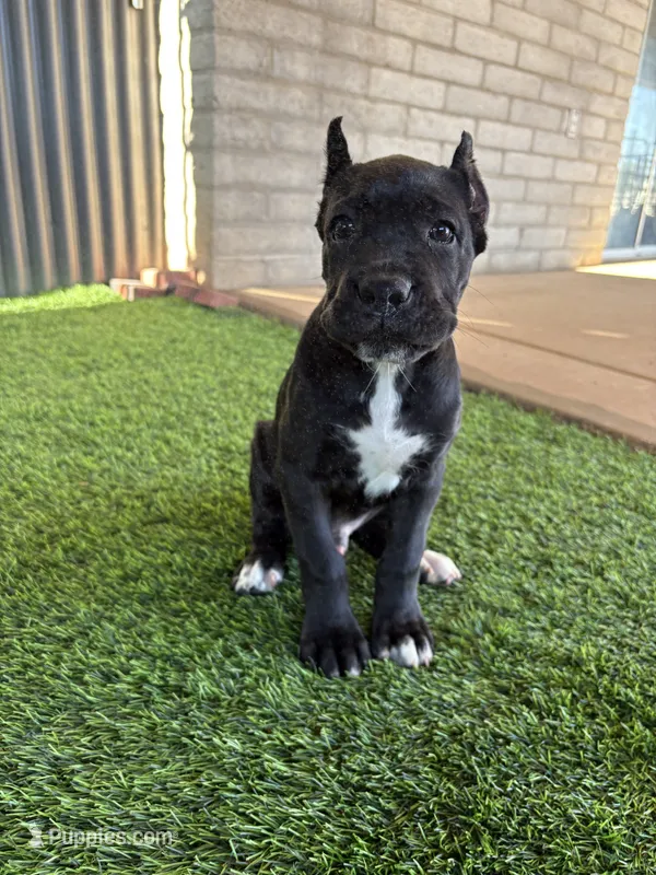 Black male – Cane Corso puppy for sale in Mesa, AZ