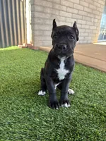 Black male, a male Cane Corso for sale in Mesa, AZ – 1 of 1