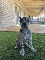 Merle Female, a female Cane Corso for sale in Mesa, AZ – 2 of 2
