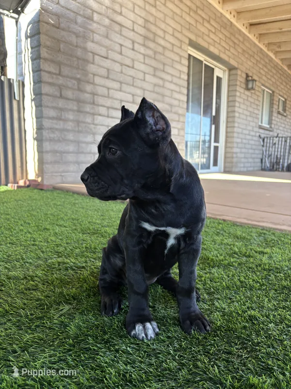 Black Female – Cane Corso puppy for sale in Mesa, AZ