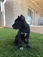 Black Female, a female Cane Corso for sale in Mesa, AZ – 1 of 1
