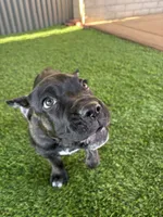 Brindle Female, a female Cane Corso for sale in Mesa, AZ – 3 of 3