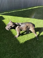 Brindle Female, a female Cane Corso for sale in Mesa, AZ – 2 of 3