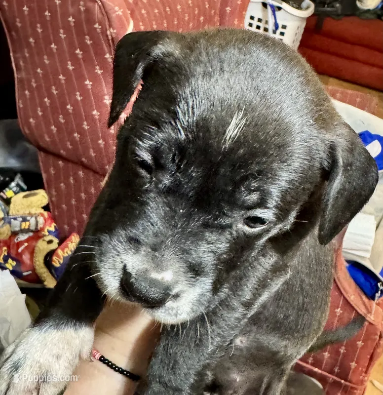 Girl Puppy #1 – American Bully, American Pit Bull Terrier puppy for sale in Central City, KY