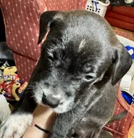 Girl Puppy #1, a female American Bully and American Pit Bull Terrier for sale in Central City, KY – 1 of 1