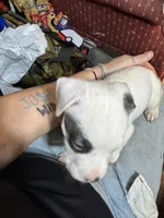 MisDemeanor, a female American Bully and American Pit Bull Terrier for sale in Central City, KY – 1 of 1