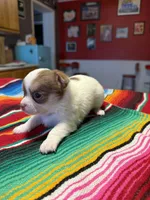 On Hold, a male Chihuahua for sale in Mesa, AZ – 2 of 8