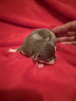 Blue Tcup akc , a male Chihuahua for sale in Mesa, AZ – 7 of 9