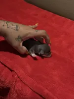 AkcBlu Klaus, a male Chihuahua for sale in Mesa, AZ – 2 of 7