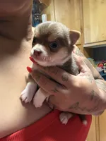 Akc BluTri, a male Chihuahua for sale in Mesa, AZ – 1 of 8